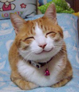 smiling cat for World Kindness Day